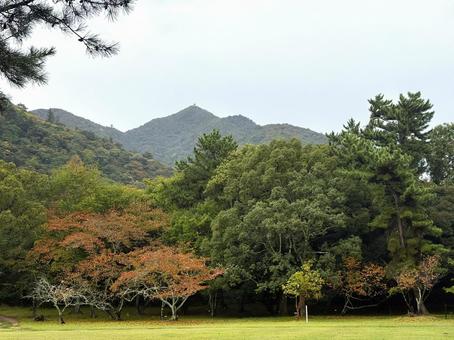 秋の色づく森林の風景 森林,木々,秋の写真素材
