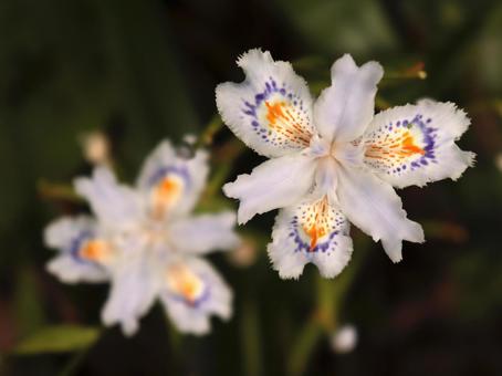 2輪のシャガの花 2輪のシャガの花の写真