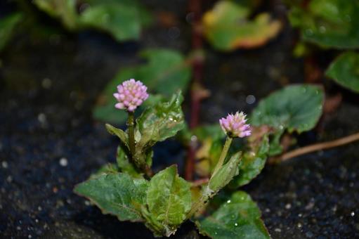 小さな花 小さな花の写真