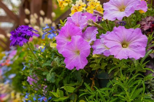 春の寄せ植え 8 ペチュニア・オンシジュウム 春の寄せ植え 8 ペチュニア・オンシジュウム ペチュニア,ツクバネアサガオ,春の写真素材