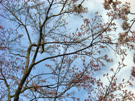清水公園の桜-38 清水公園の桜-38 清水公園,千葉県野田市,桜の木の写真素材