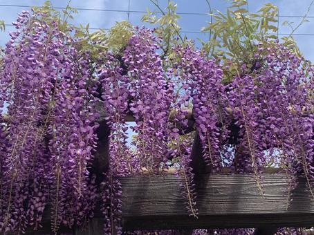 藤の花♪ 藤の花♪の写真