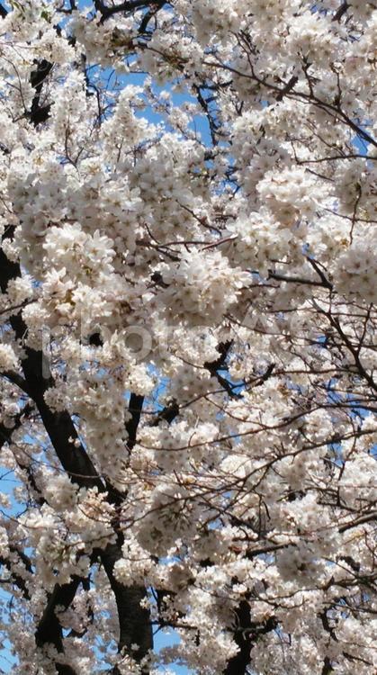 いつかの桜 自然,風景,美しいの写真素材
