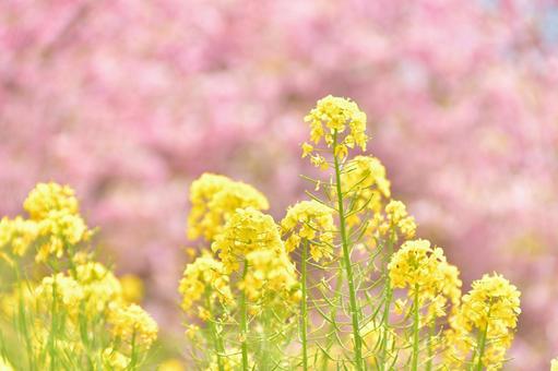 菜の花と河津桜の競演の写真