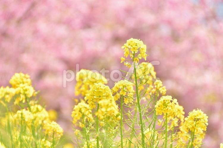 菜の花と河津桜の競演 植物,花,春の写真素材
