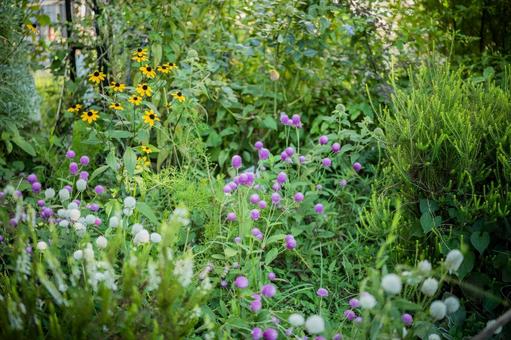 センニチコウのある花壇 センニチコウのある花壇の写真