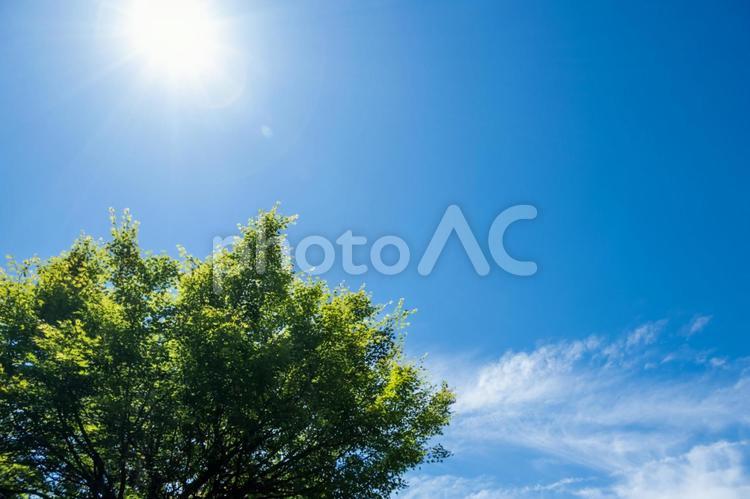 初夏の青空と青紅葉 背景素材,風景,素材の写真素材
