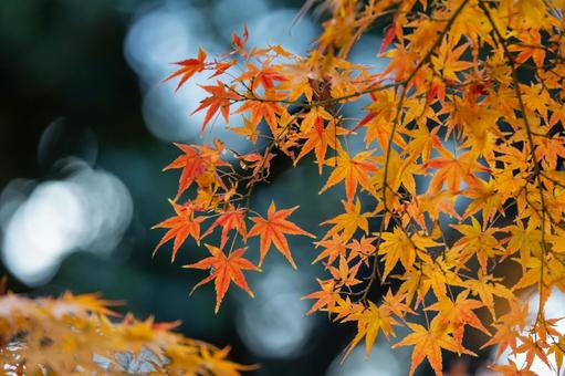 紅葉 紅葉,秋素材,背景の写真素材