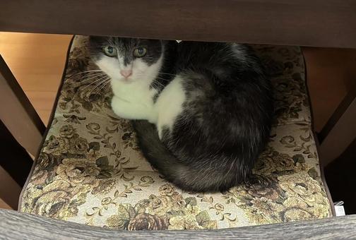 Rescue Cats, JPG