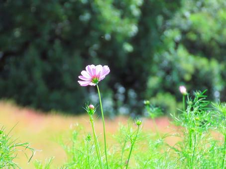 コスモス コスモス コスモス,可愛い,綺麗の写真素材