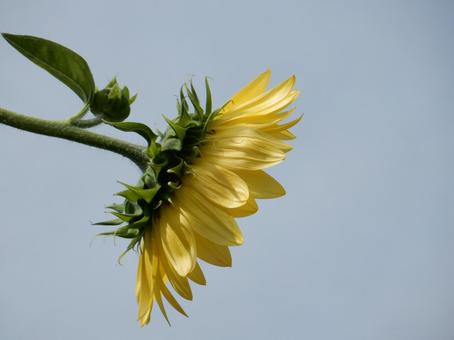 【花の写真】ヒマワリ(向日葵) 【花の写真】ヒマワリ(向日葵)の写真