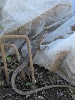 トカゲ トカゲ,爬虫類,生き物の写真素材