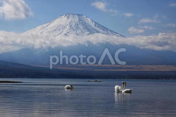 富士山と白鳥とのハーモニー3 生き物,動物,鳥の写真素材