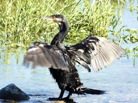 羽を振るうカワウ 羽を振るうカワウの写真