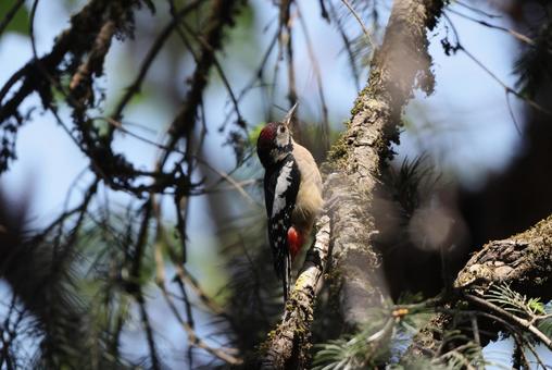 Photo, himalayan great spotted woodpecker, woodpecker, himalayas, 