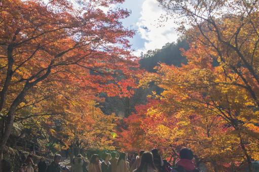 紅葉 観光 紅葉 観光の写真