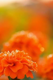 マリーゴールドの写真