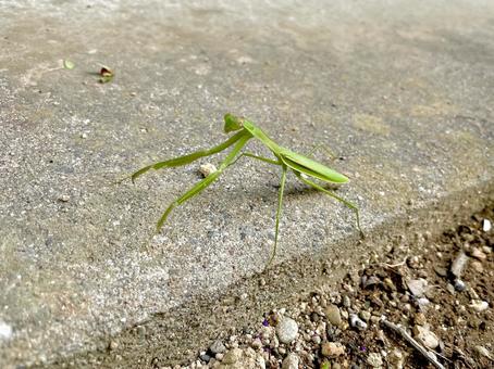 地面にいるカマキリ 地面にいるカマキリの写真