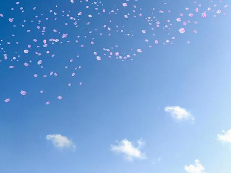 青空に舞う春の桜の花びら 青空に舞う春の桜の花びらの写真
