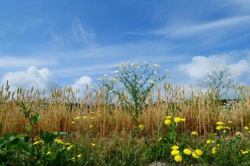 「青空と麦と雲と野の花」 「青空と麦と雲と野の花」の写真
