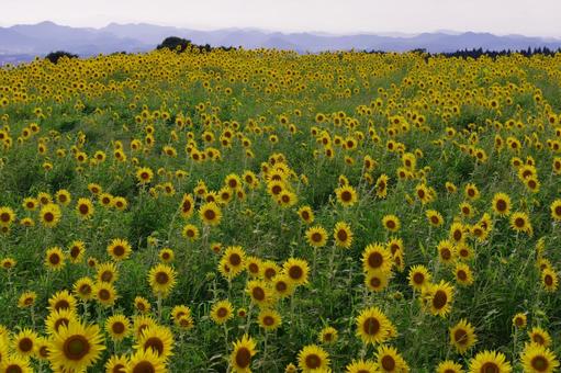 ヒマワリ 向日葵 夏の花 黄色の花 ヒマワリ 向日葵 夏の花 黄色の花 ヒマワリ,向日葵,夏の花の写真素材