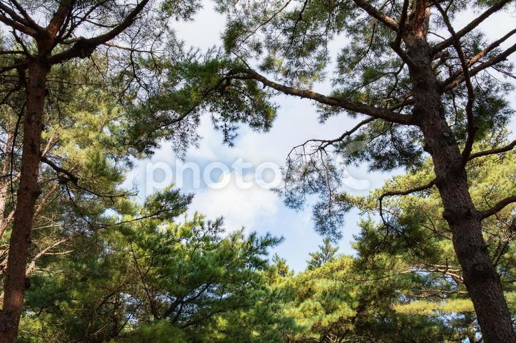 森の中から見える青空 森,森林,青空の写真素材