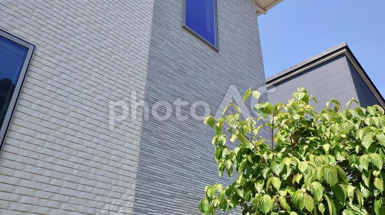 晴れた日の住宅の外壁・植物 外壁,窓,住宅の写真素材