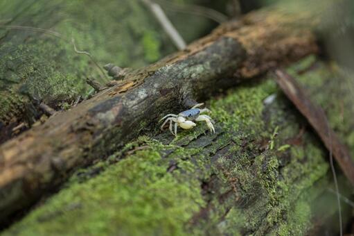 苔むした倒木にいたサワガニ サワガニ,夏,山の写真素材