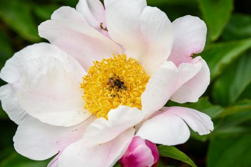 シャクヤク⒆ シャクヤク⒆ 春,花,シャクヤクの写真素材