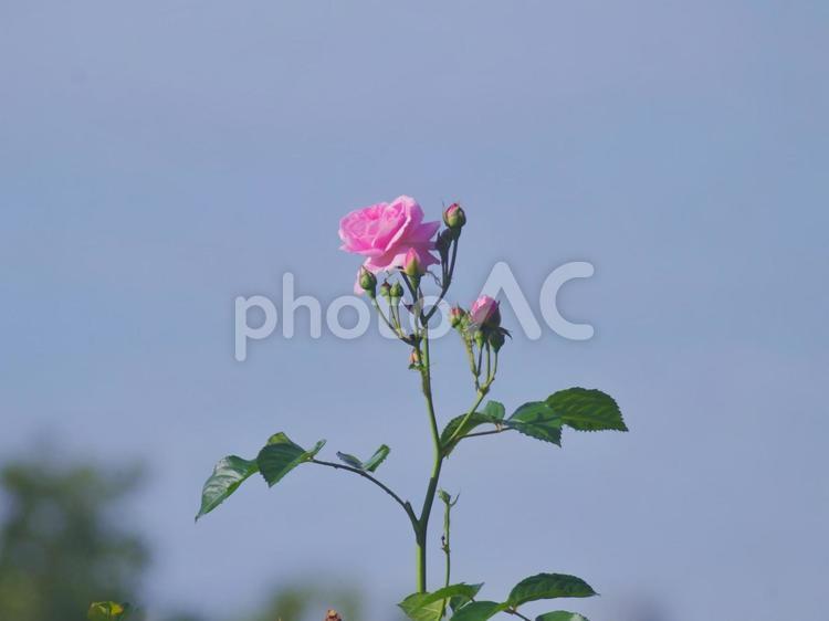 上に伸びて咲く一輪のバラ 花,自然,葉の写真素材