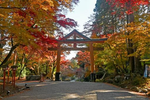 滋賀・大津市 日吉大社 山王鳥居 日吉大社,山王鳥居,鳥居の写真素材