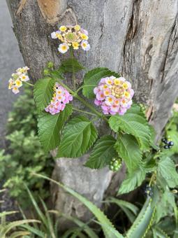 Photo, lantana, seven changes, black bear, 