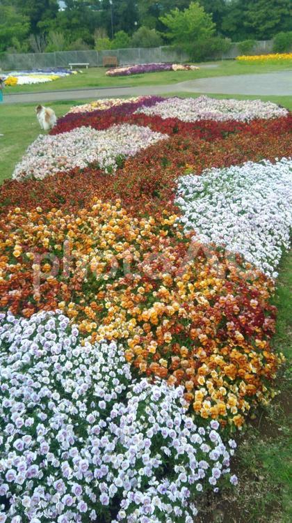 公園に幾何学模様に植えられた花壇 花,花壇,ガーデンの写真素材