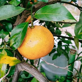 木になった食べごろのミカン 木,ミカン,黄色の写真素材