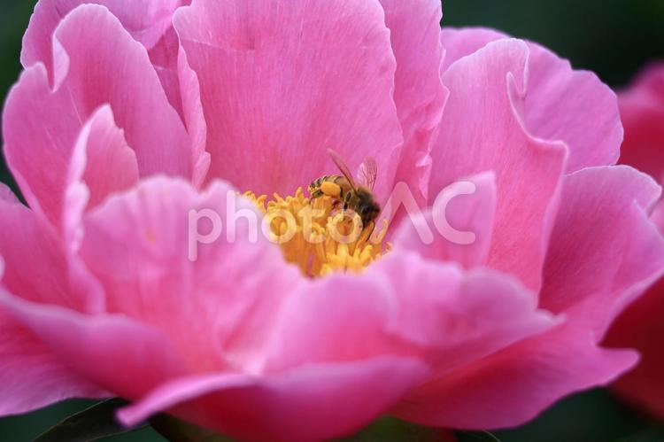 和風美人の立ち姿 シャクヤク,ピオニー,花の写真素材