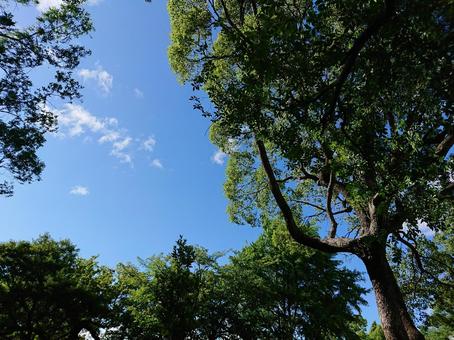 晴れやかな空 晴れやかな空の写真
