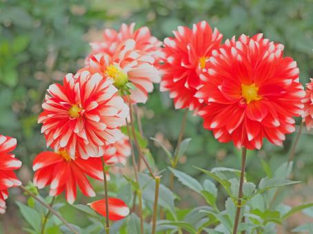 花 2色のダリア 赤 白 ダリア,花,植物の写真素材
