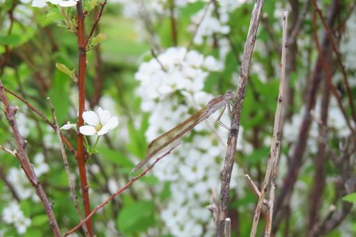 Dragonflies and Spiraea, JPG Dragonflies and Spiraea, JPG