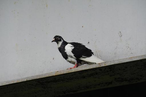 Pigeons, JPG Pigeons, JPG