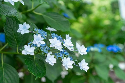 形原温泉アジサイの里 満開のアジサイ 形原温泉アジサイの里 満開のアジサイ 紫陽花,アジサイ,形原温泉の写真素材