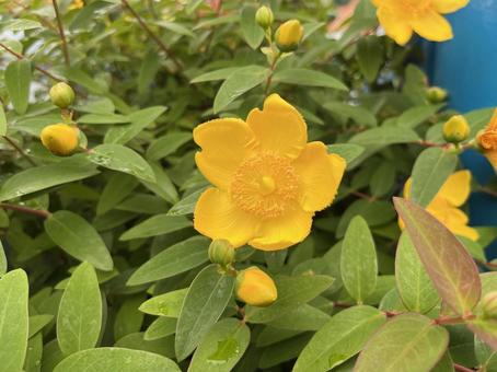Yellow flower #1, JPG