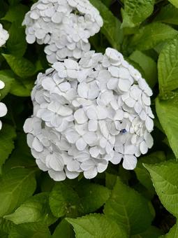 White hydrangea, hydrangea, hydrangea, natural, JPG