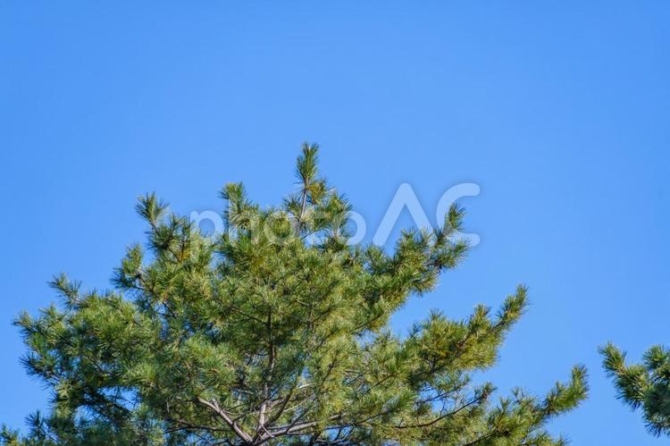 青空に映える松の枝先 松,木,針葉樹の写真素材
