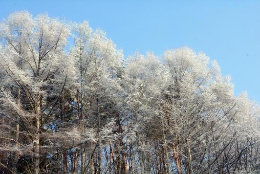 雪の翌朝 雪の翌朝の写真