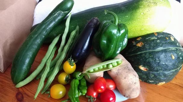 家庭菜園の野菜 家庭菜園,野菜,畑の写真素材