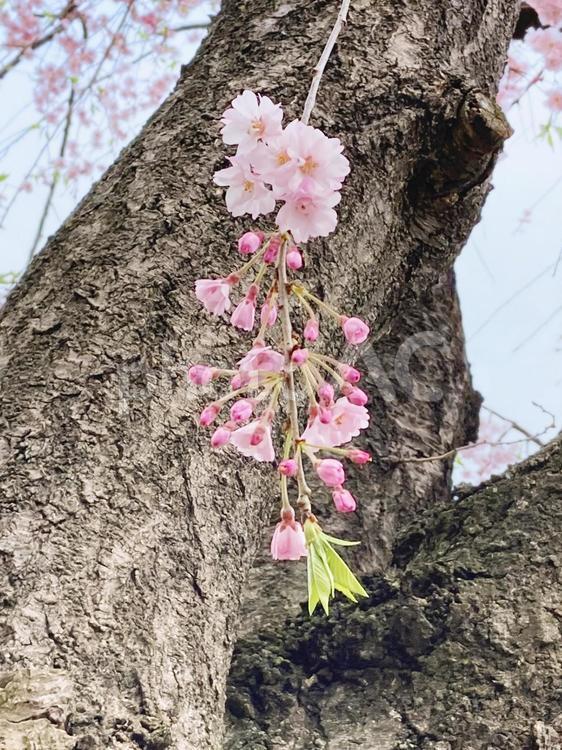 枝垂れ桜のひと枝 枝垂れ桜,サクラ,桜の写真素材