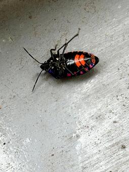 オオキンカメムシ2 オオキンカメムシ,裏側,縞模様の写真素材