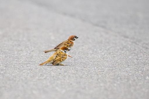 スズメ(43) スズメ(43)の写真
