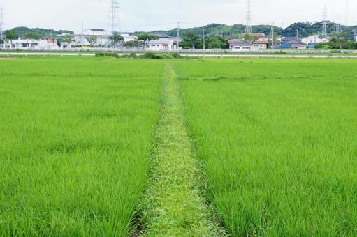 水田風景 水田風景 稲,風景,景色の写真素材