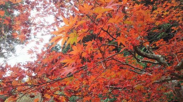 紅葉 紅葉の写真
